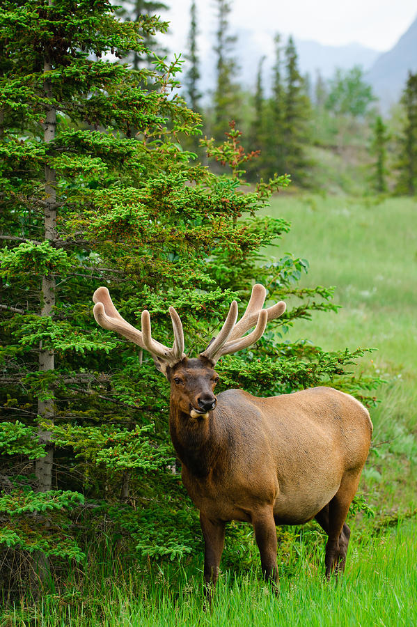Banff National Park Photograph - Wild Bull Elk by Brandon Smith