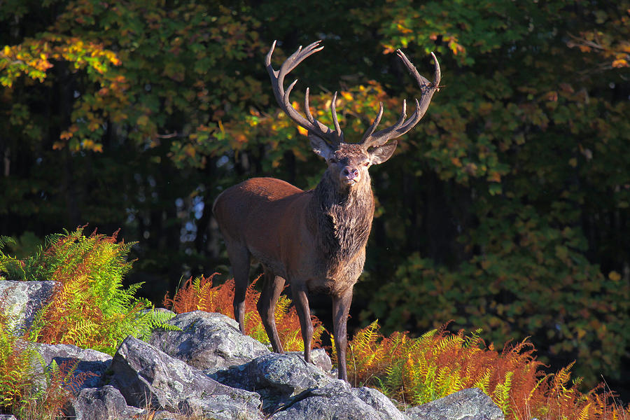 Wild bull elk Photograph by Enn Li  Photography