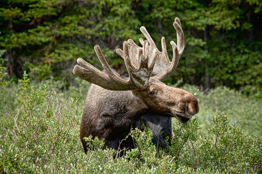 Moose Photograph - Wild Bull Moose by James BO Insogna