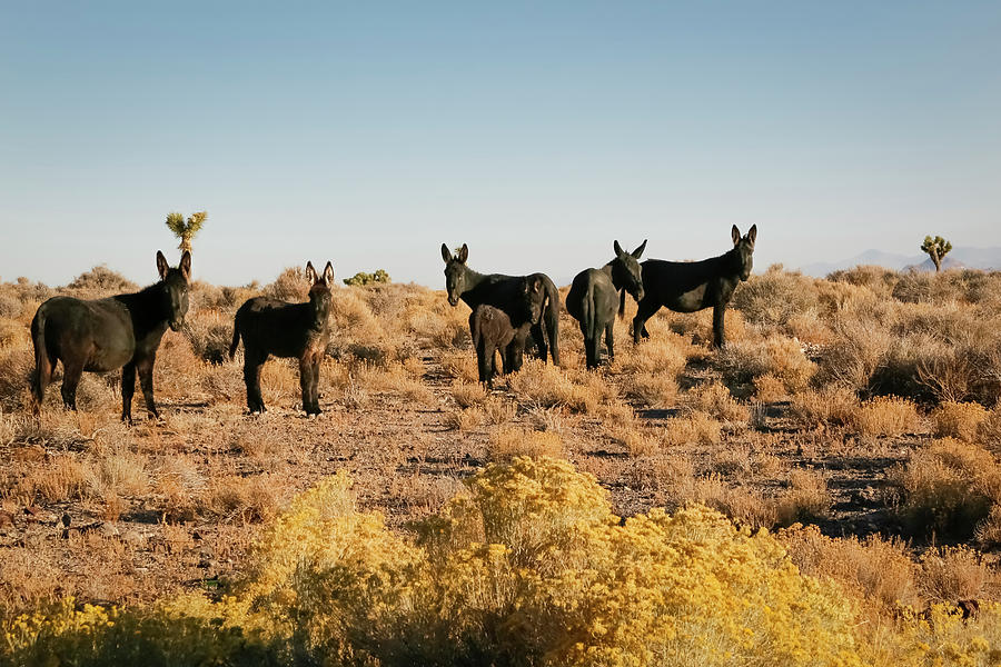 Nature Photograph - Wild Burro Herd, Goldfield, Nevada, USA by Julien Mcroberts
