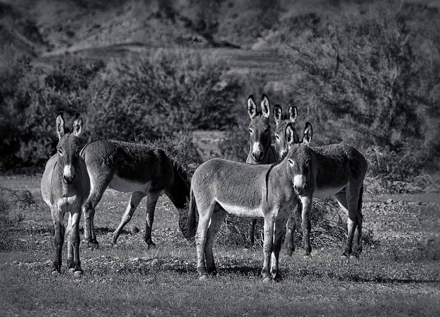 Wild Burros in Black and White  Photograph by Saija Lehtonen