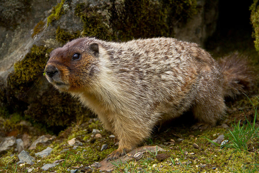 Wild but very friendly marmot Photograph by Eti Reid