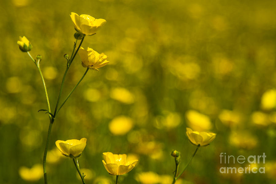 Wild Buttercup Meadows Photograph by Sandra Cockayne ADPS
