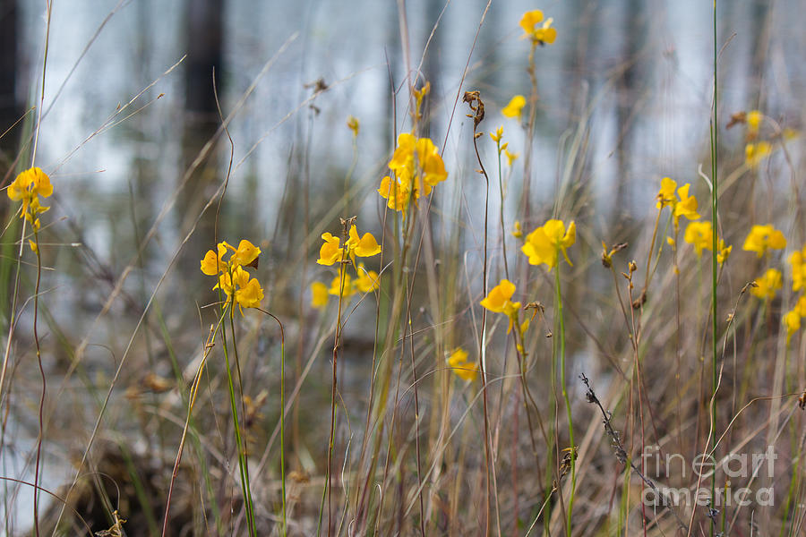 Wild Buttercups  Photograph by Rene Triay FineArt Photos