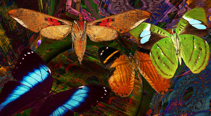 Wild Butterflies Digital Art