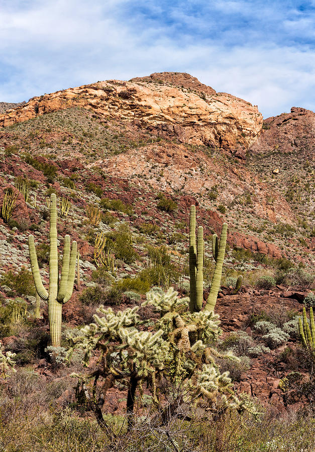 Wild Cacti Garden in the Sonoran Desert Photograph by Kathleen Bishop
