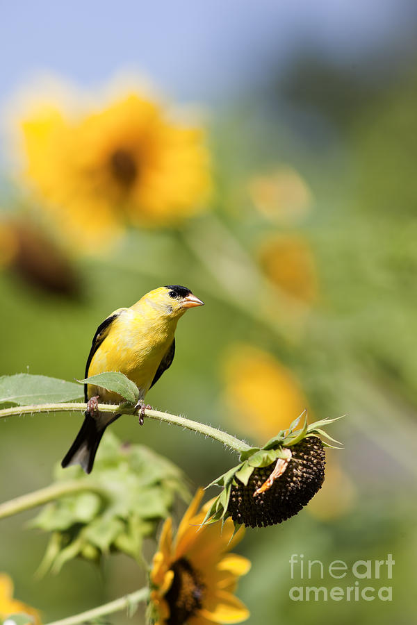 Wild Canary Bird Closeup In A Field Of Sunflowers Photograph by Brandon ...