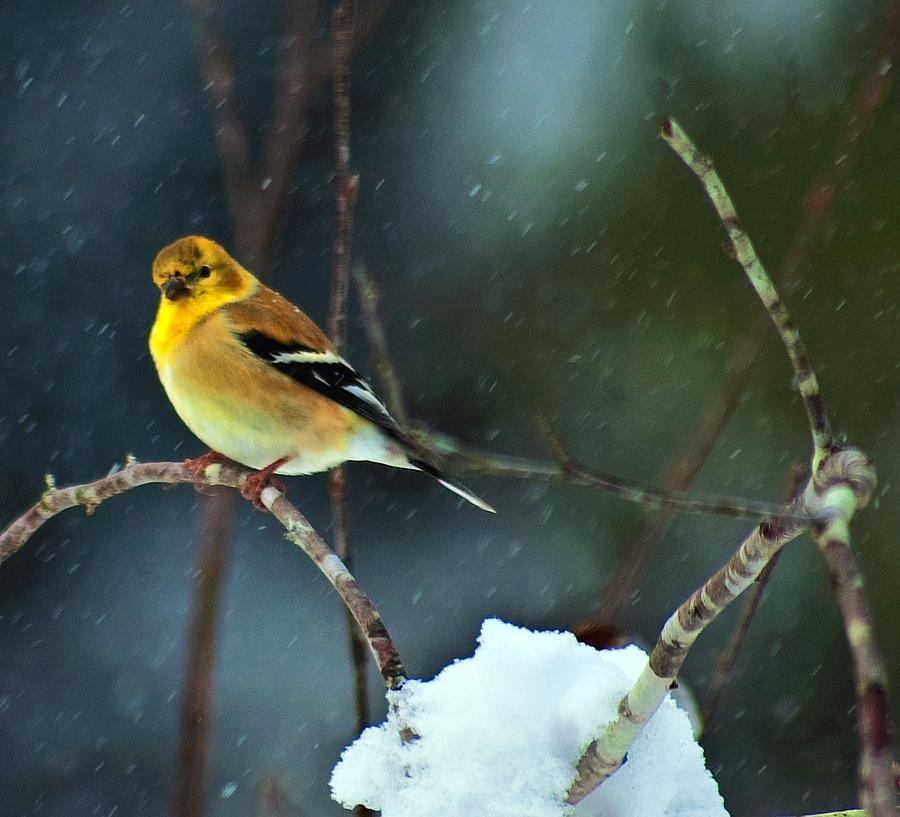 Wild Canary Photograph by John Harding Photography