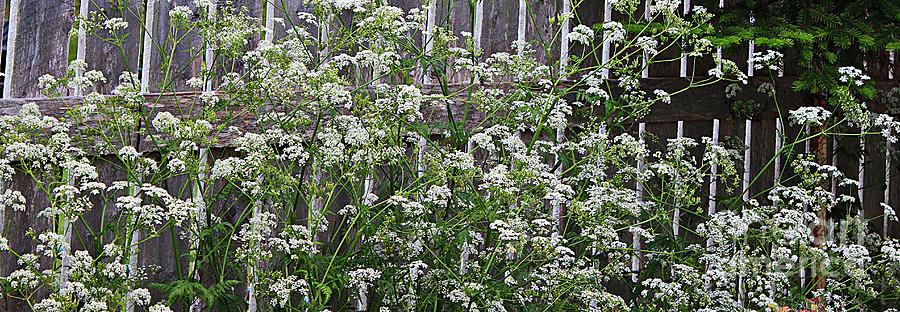 Wild Caraway and Old Fence Photograph by Barbara A Griffin