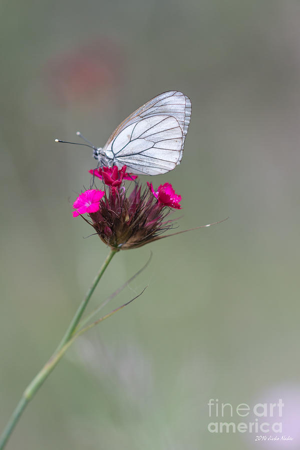 Wild carnation White butterfly Photograph by Jivko Nakev