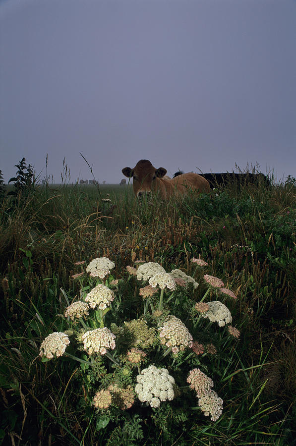 Summer Photograph - Wild Carrot Flowers by Duncan Shaw/science Photo Library