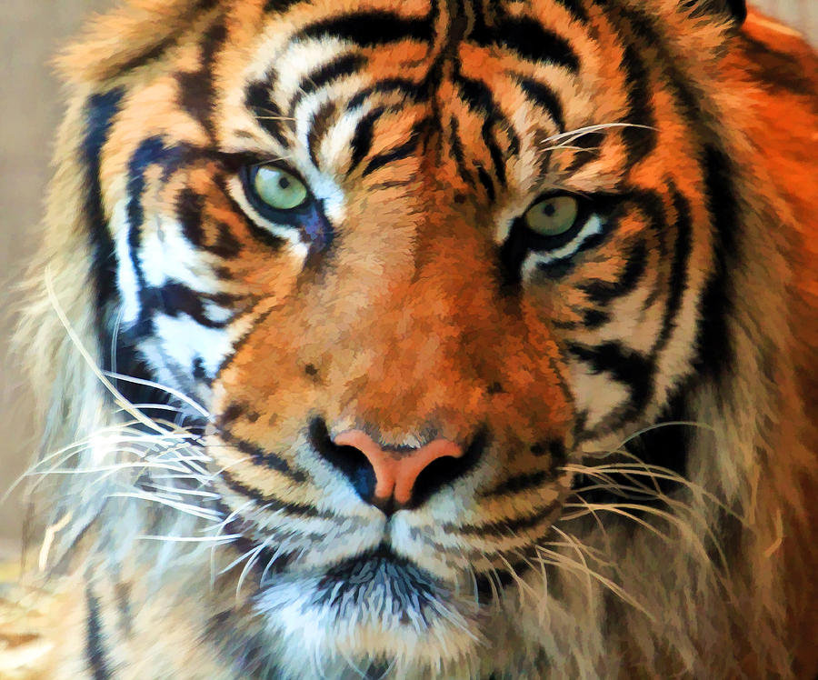 Tiger Photograph - Wild Cat by Athena Mckinzie