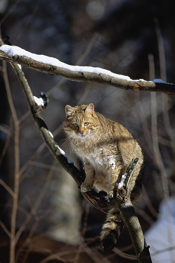 Wild Cat On Tree Branch Germany Photograph by Konrad Wothe