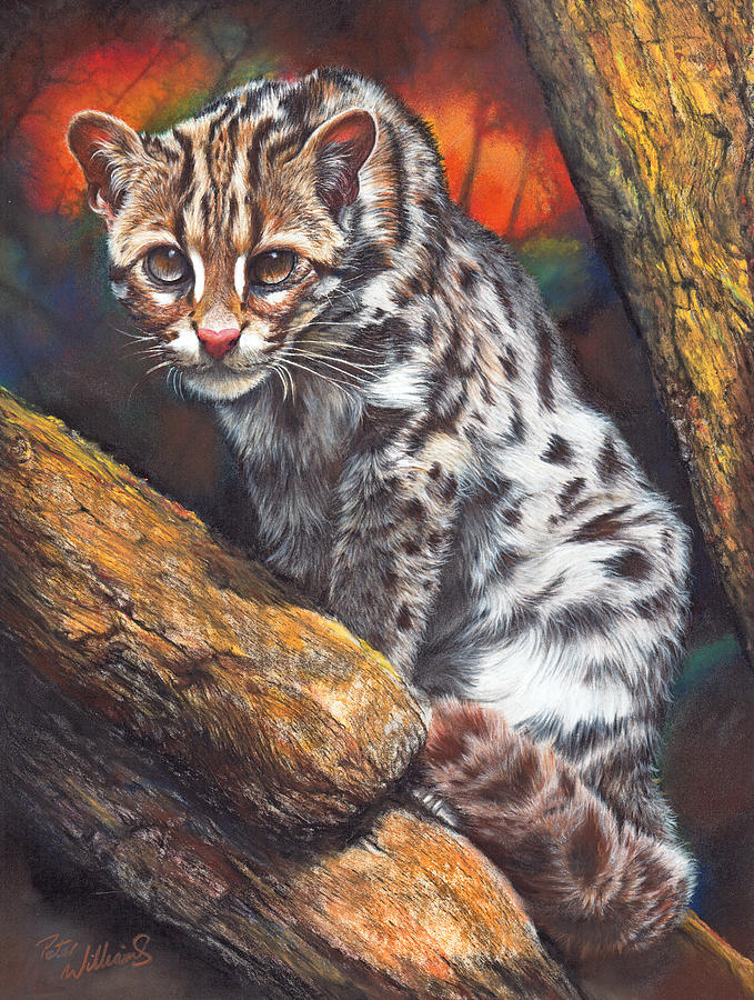 Wildlife Pastel - Wild Cat by Peter Williams