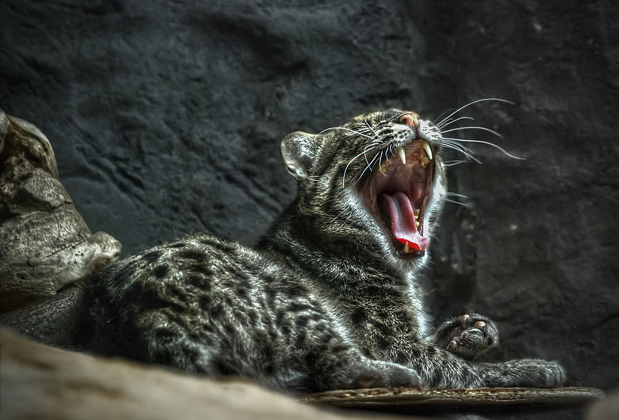 Nature Photograph - Wild Cat by Rick Mosher