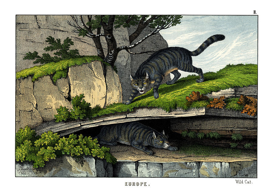 Mammal Drawing - Wild Cat by Splendid Art Prints