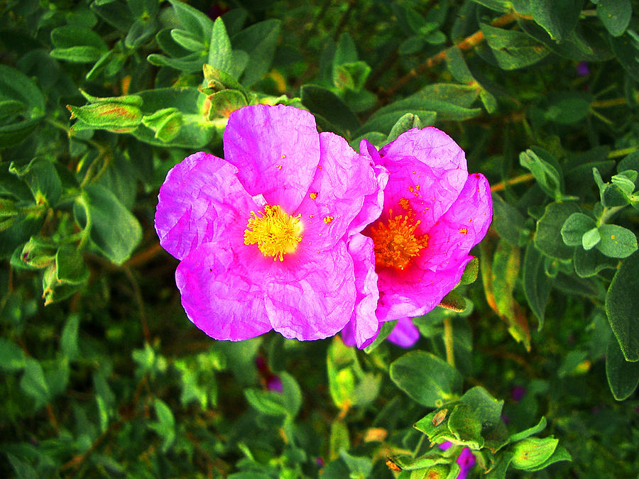 Wild Catalonian rose by Jim Barbour Wild Catalonian rose by Jim Barbour