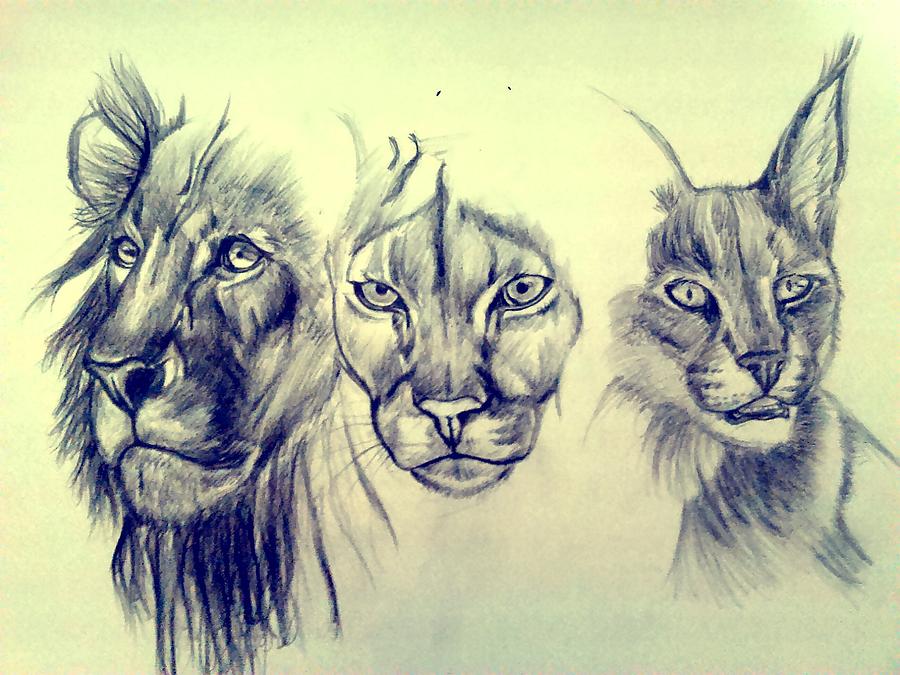 Wild Cats Drawing - Wild Cats by Aima Edwards
