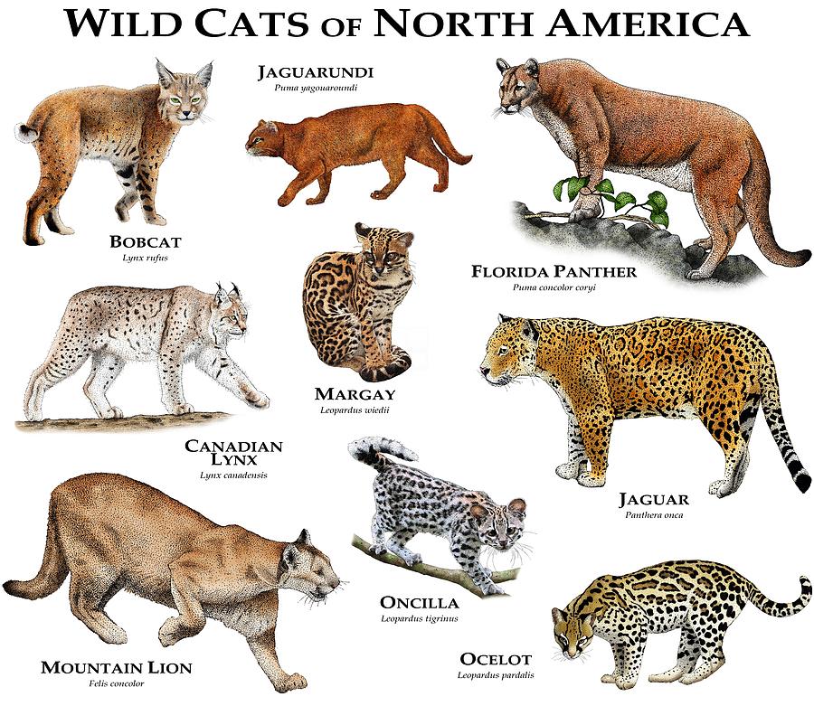 Wild Cats Of North America Photograph by Roger Hall