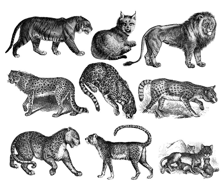 Wild Cats - Tiger, Lion, Lynx, Cheetah, Jaguar, Leopard Drawing by Nicoolay