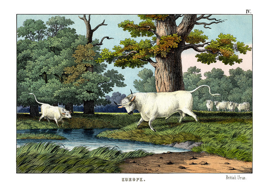 Mammal Drawing - Wild Cattle of Britain by Splendid Art Prints