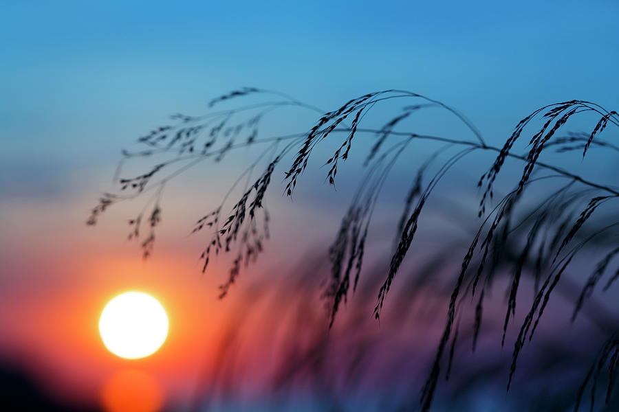 Wild Cereal Plants At Dawn Photograph by Wladimir Bulgar