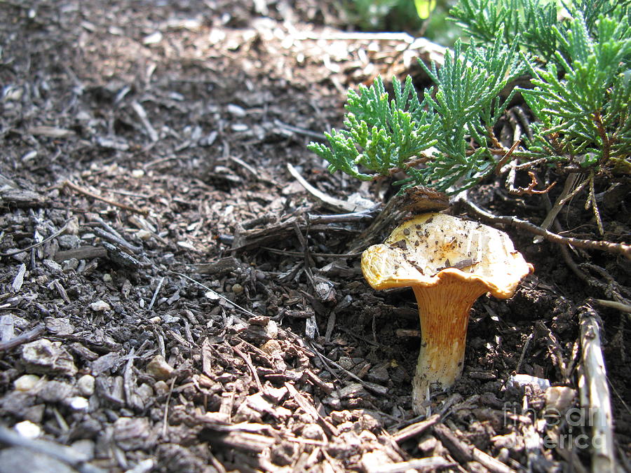 Mushroom Photograph - Wild Chantarella by Ausra Huntington nee Paulauskaite