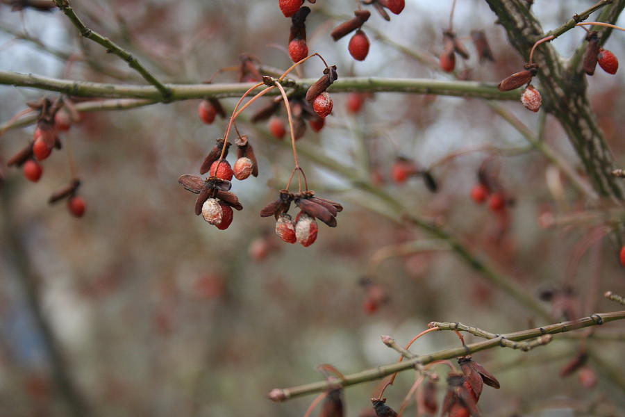 Wild Cherry Tree Berries Photograph by Valerie Collins