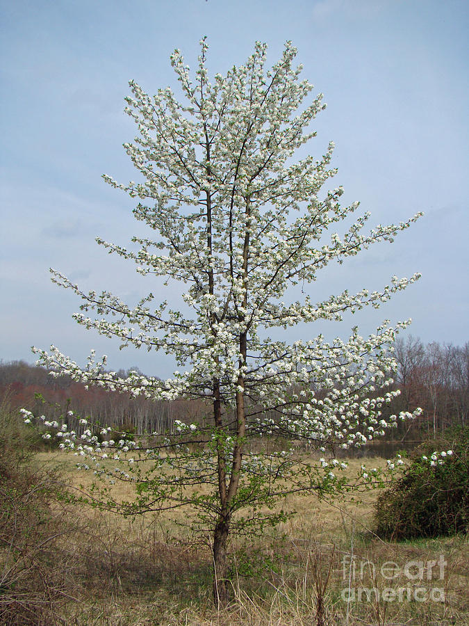 Wild Cherry Tree in Spring Bloom Photograph by Carol Senske