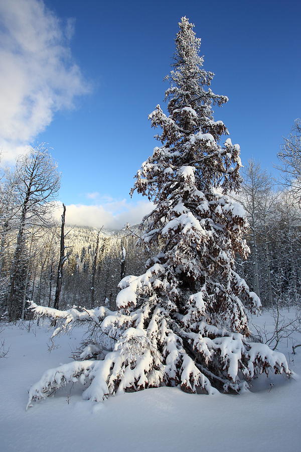 Wild Christmas Tree Photograph by David Andersen