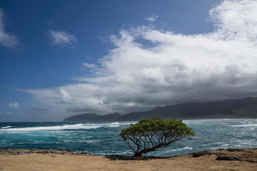 Wild Coast - Laie Point - North Shore - Hawaii Photograph by Georgia Mizuleva