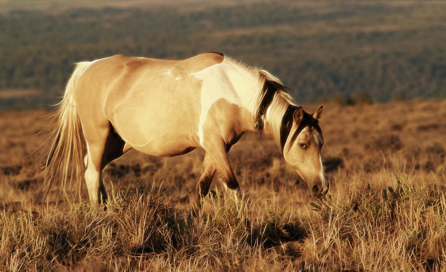 Wild Colors Photograph by Steve McKinzie Pixels
