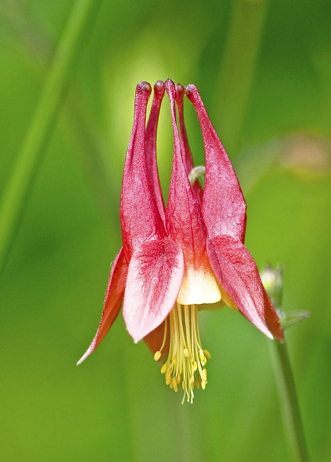 Wild Columbine Flower Photograph by A Macarthur Gurmankin