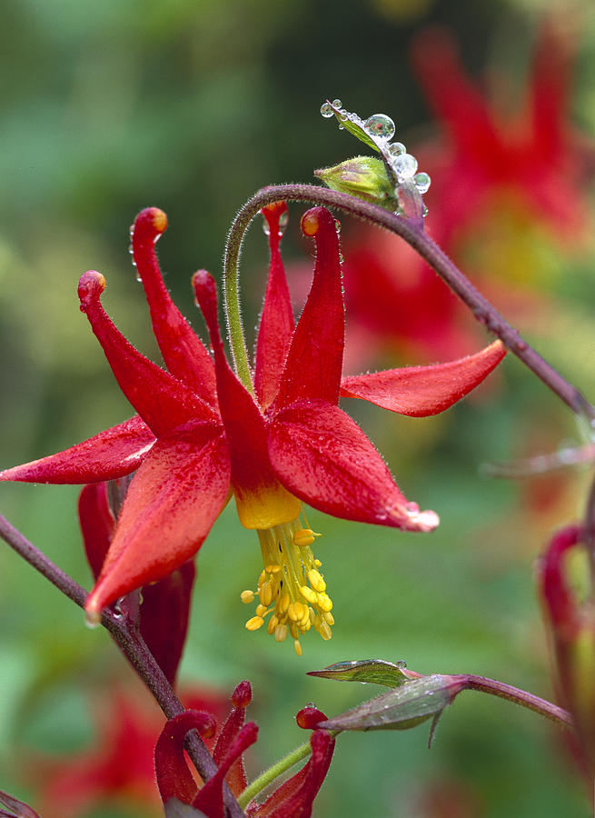 Wild Columbine With Drops Of Dew Photograph by Tim Fitzharris