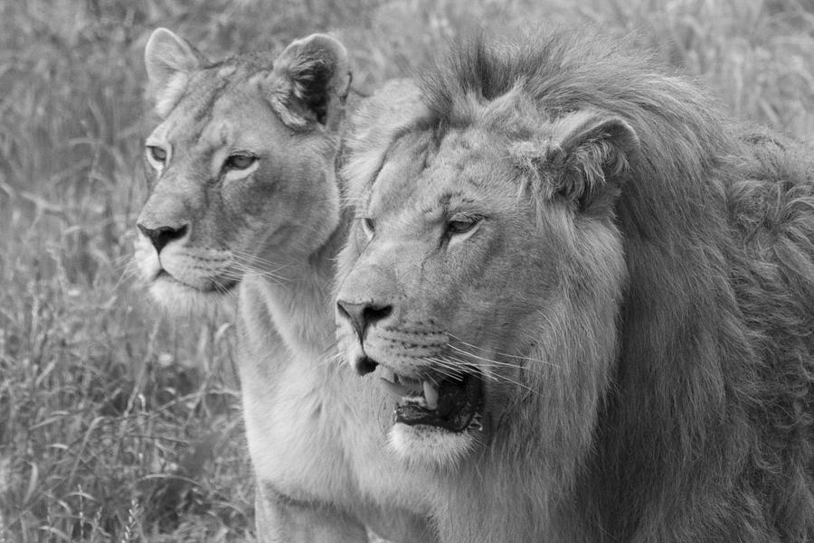 Lion Photograph - Wild Couple by Enrique Alaez