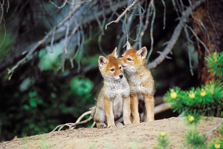 coyote pups