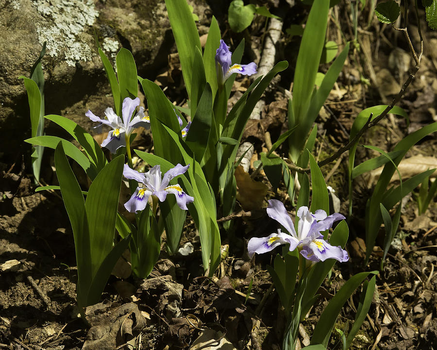 Wild Crested Iris Lost Valley  Photograph by Michael Dougherty