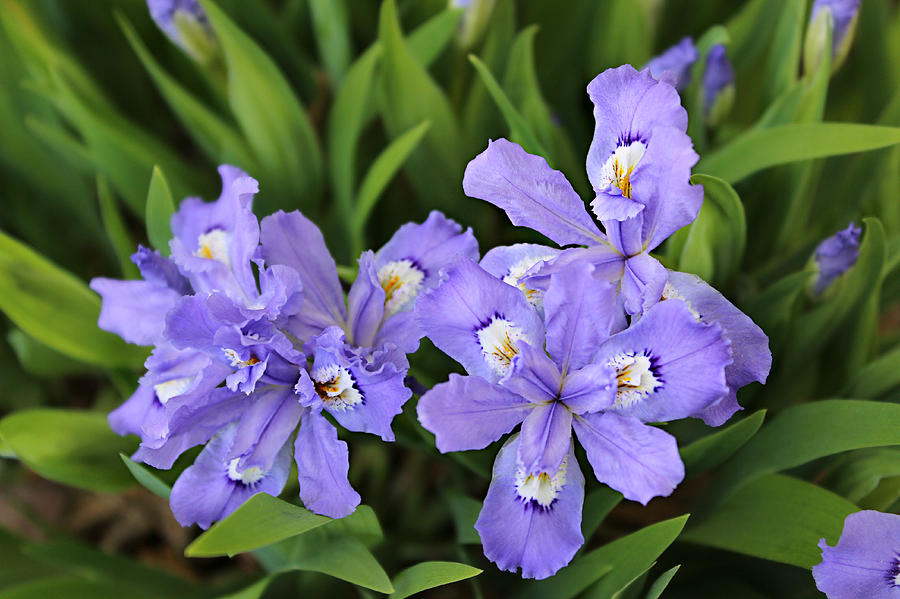 Crested Iris Photograph - Wild Iris by William Tanneberger Crested Iris Photograph - Wild Iris by William Tanneberger