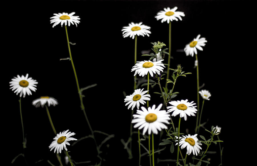 Wild daisy Photograph by Nick Mares