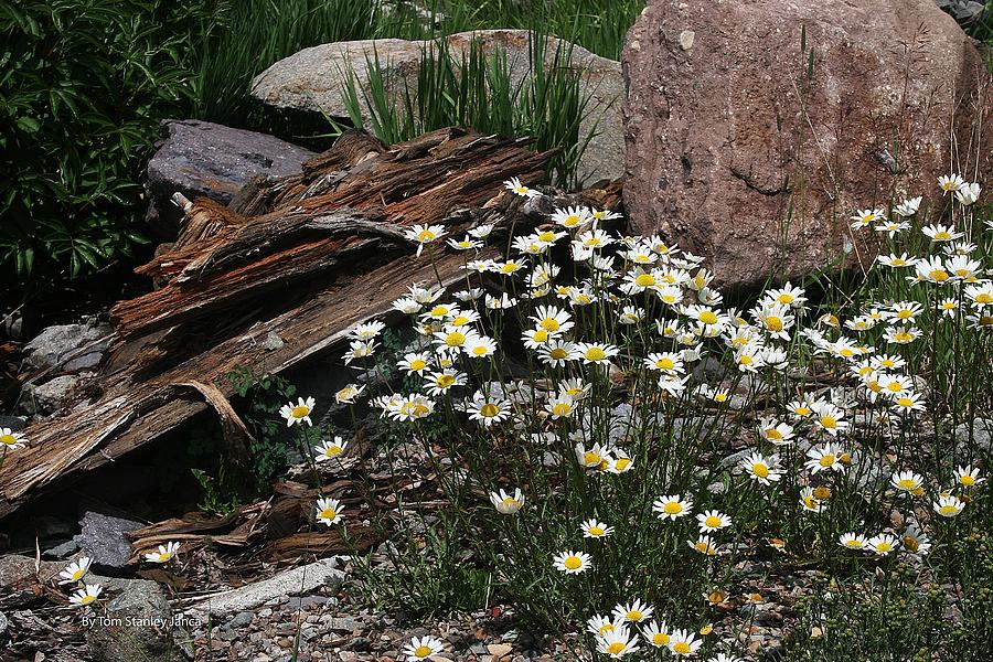 Wild Daisys In Colorado Photograph by Tom Janca