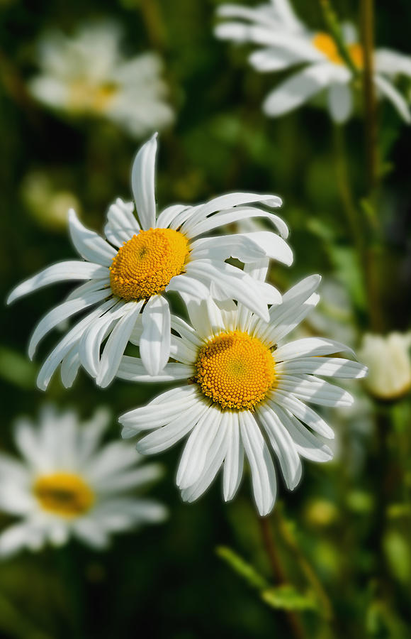 Flowers Still Life Photograph - Wild Daisys by Scott Carruthers