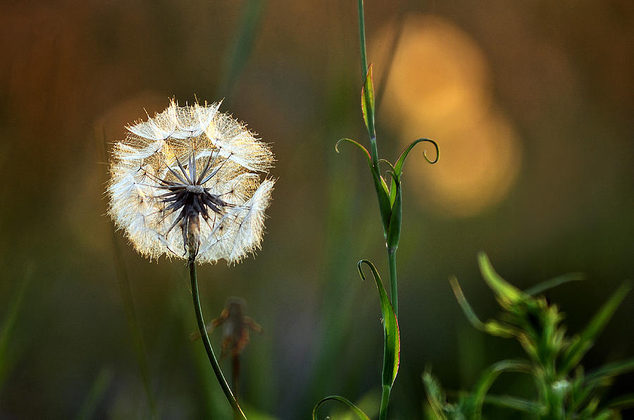 Wild Dandelion In A Meadow Photograph by Steve Somerville