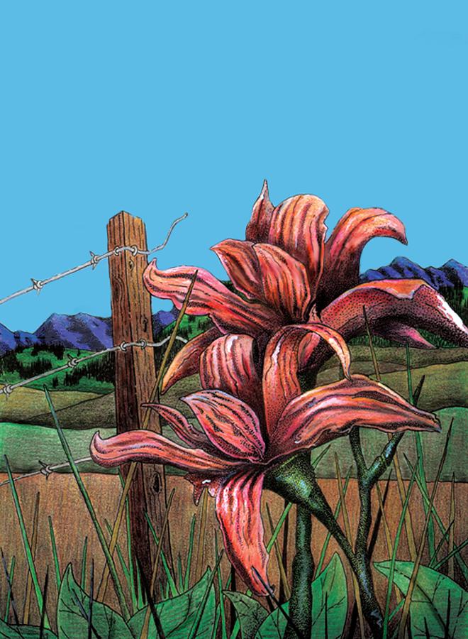 Lily Drawing - Wild Day Lily by Brian Murphy