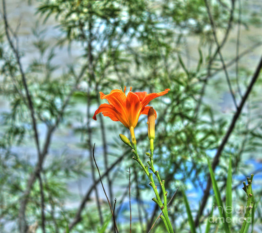 Wild Day Lily Photograph by Jimmy Ostgard