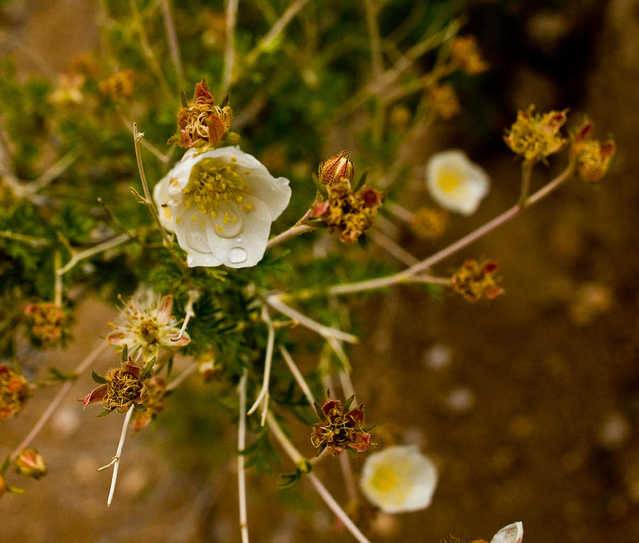 Wild Desert Flower Photograph by James Gay