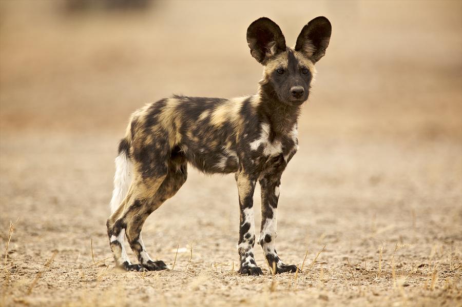 Wild Dog - Laycaon pictus - a young pup Photograph by David Fettes
