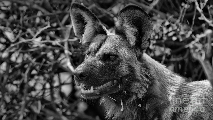 Mammal Photograph - Wild Dog by Mareko Marciniak