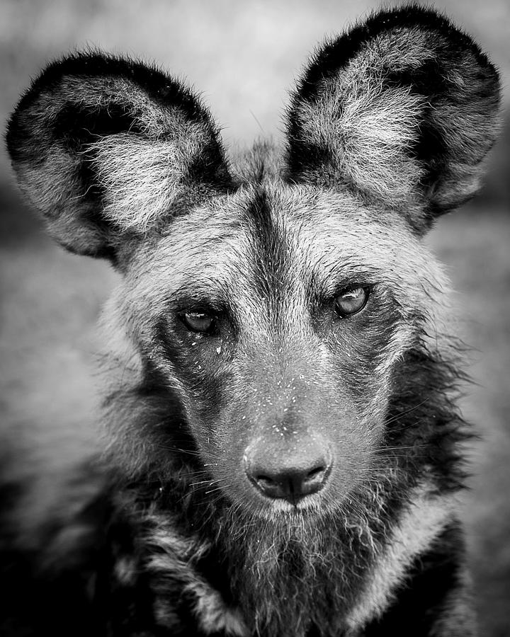 Wild Dog Portrait Photograph by Kathy Kay | Fine Art America