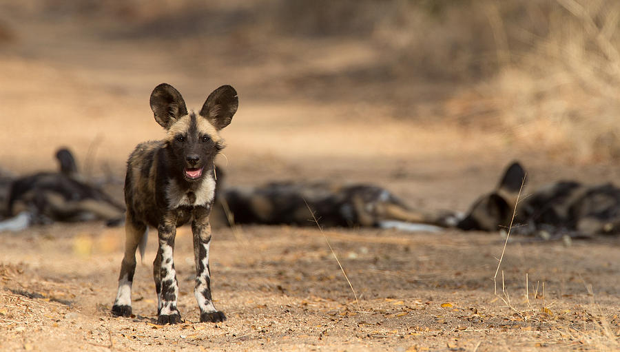 Nature Photograph - Wild Dog Puppy by Max Waugh
