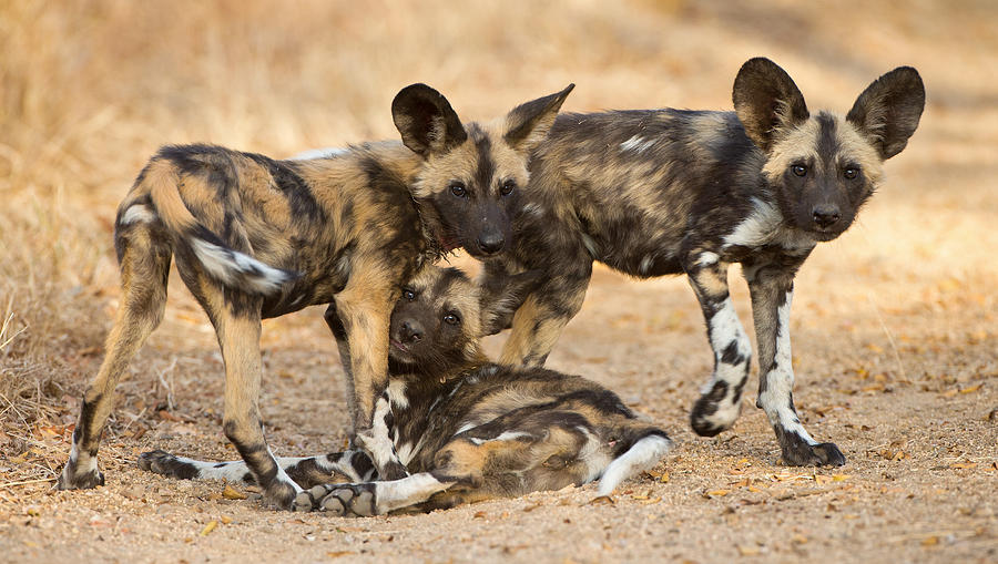 Wild Dog Pups Photograph by Max Waugh
